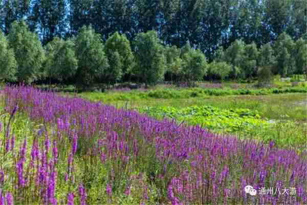独家探秘丨通州这座会喝水的雨水花园露出真容,神奇“海绵体”美炸天了!