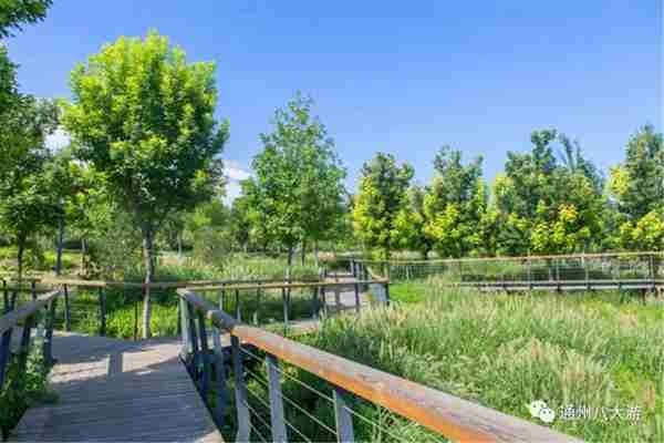 独家探秘丨通州这座会喝水的雨水花园露出真容,神奇“海绵体”美炸天了!