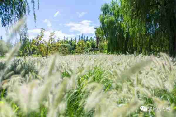 独家探秘丨通州这座会喝水的雨水花园露出真容,神奇“海绵体”美炸天了!