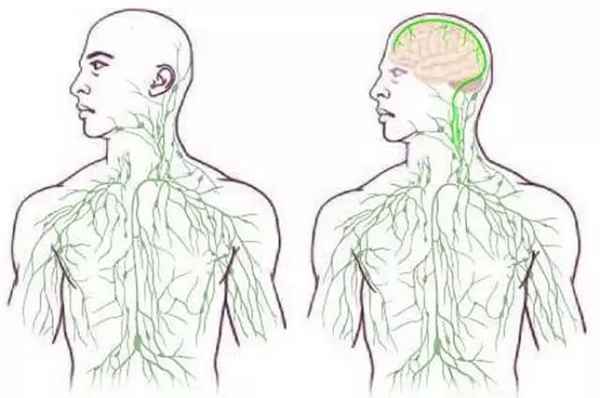 人为什么一定要睡觉？有一个很牛逼的原因