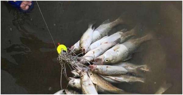 观赏鱼好养，选什么品种鱼合适，选对品种才是主要！