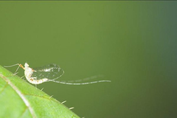 简单谈谈蜉蝣是什么？