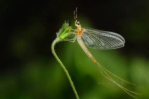 简单谈谈蜉蝣是什么？