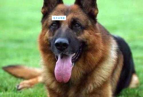 德国牧羊犬吃什么长得快?营养均衡是关键!