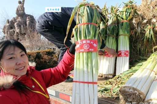大葱能培育出葱黄吗?原来这样做就能长出嫩黄的葱