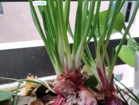 大葱能培育出葱黄吗?原来这样做就能长出嫩黄的葱