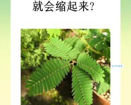含羞草为什么会收缩?3个原因带你了解真相!