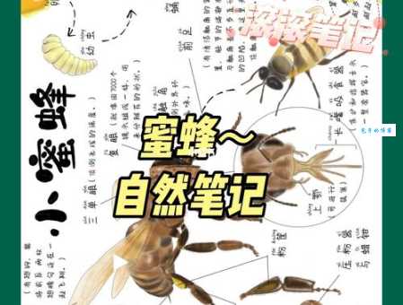 蜜蜂的知识有哪些? 这些有趣的蜜蜂知识你知道吗?