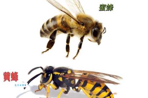 蜜蜂的知识有哪些? 这些有趣的蜜蜂知识你知道吗?