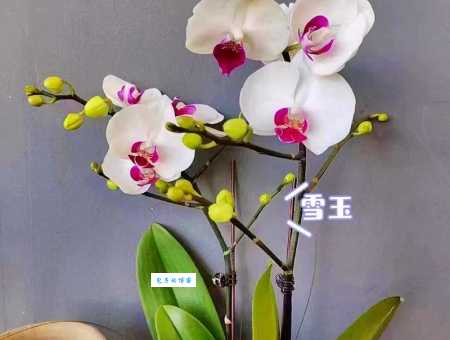 蝴蝶兰需要晒太阳吗?这样养护蝴蝶兰长得好!