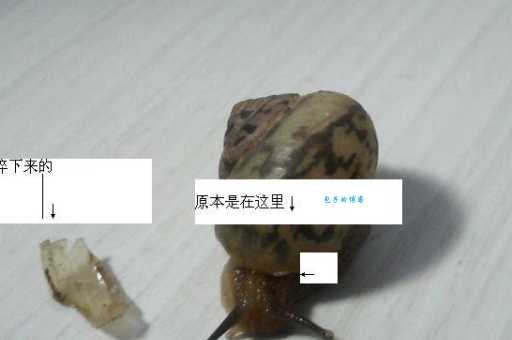 蜗牛壳碎了怎么抢救?这几个方法能帮到你!