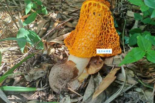 长裙竹荪的功效与作用?滋补养生老少皆宜!