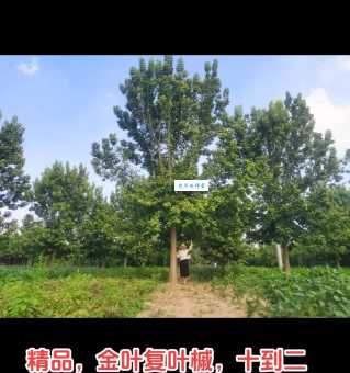 金叶复叶槭怎么养?掌握这几点轻松爆盆!