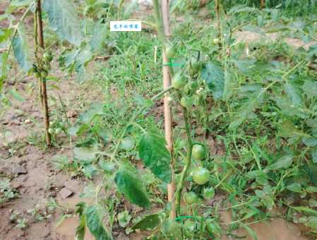 圣女果种植技术分享,新手也能种出高产圣女果!