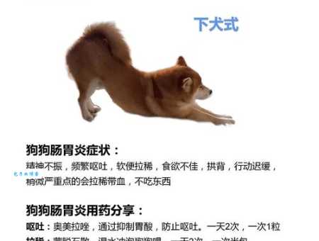 狗狗食欲不振还呕吐?这可能是生病了!