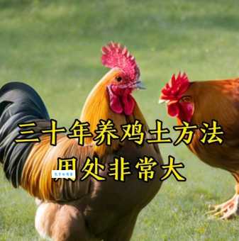 科学养鸡技术有哪些?新手养鸡必看实用技巧!
