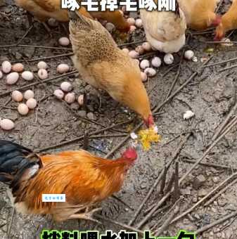 科学养鸡技术有哪些?新手养鸡必看实用技巧!