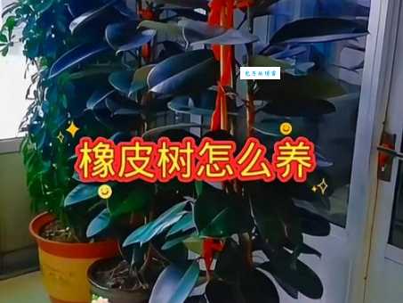 家养橡皮树怎么养?这些养护知识你得知道!