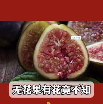 你吃的无花果有花吗?教你辨别真假无花果!