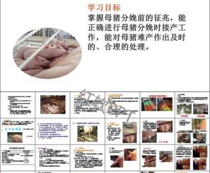 母猪产后护理怎么做?掌握这几点母猪少生病!
