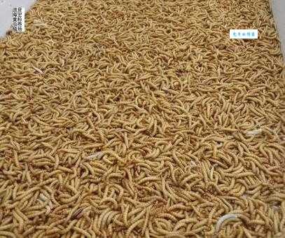 黄粉虫的养殖成本高吗?养殖利润怎么样呢?
