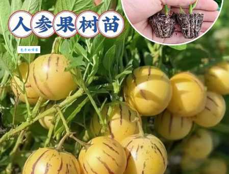 人参果种植简单吗?掌握这些要点你也能行!