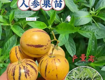 人参果种植简单吗?掌握这些要点你也能行!