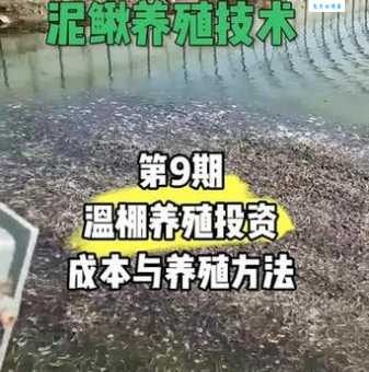 泥鳅养殖技术怎么学?这份详细教程请收好!