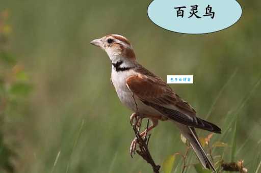 百灵鸟的特点是什么?这几个特征让你一眼认出它!
