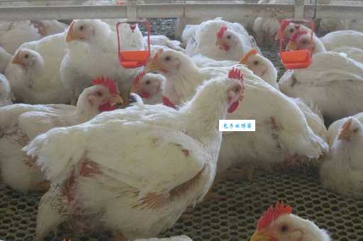 肉鸡养殖技术有哪些?新手养鸡必备这几招!
