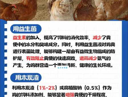 肉鸡养殖技术有哪些?新手养鸡必备这几招!
