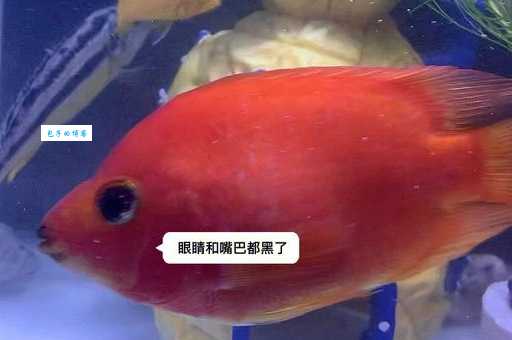 鹦鹉鱼的饲养方法大揭秘,照着做鱼儿活泼又健康!