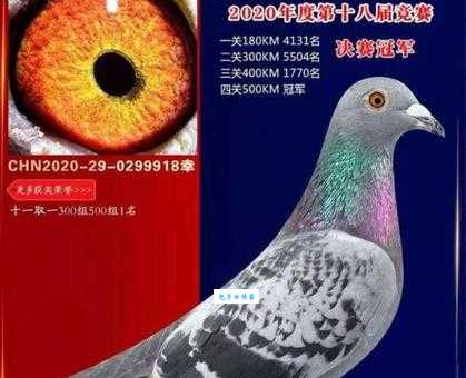 西安雁翔公棚靠谱吗?鸽友真实参赛体验分享!