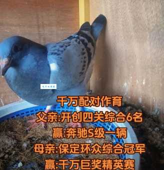 西安雁翔公棚靠谱吗?鸽友真实参赛体验分享!