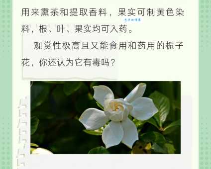 栀子花有毒吗?家里养对身体有危害吗?