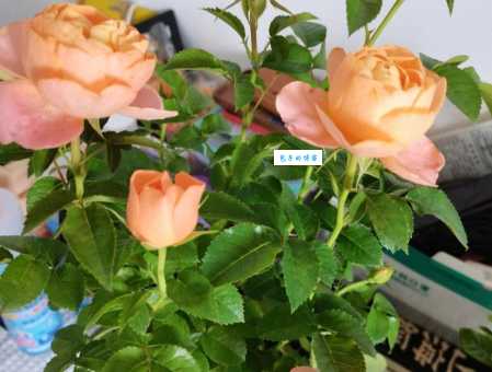 栀子花有毒吗?家里养对身体有危害吗?