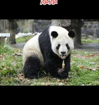 保护中国大熊猫数量,我们应该怎么做呢?