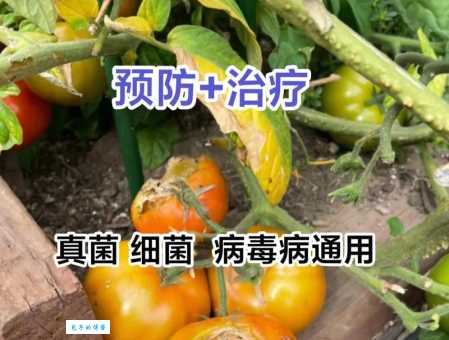 番茄主要病虫害咋防治?老农分享实用技巧!