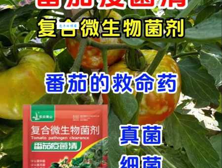 番茄主要病虫害咋防治?老农分享实用技巧!