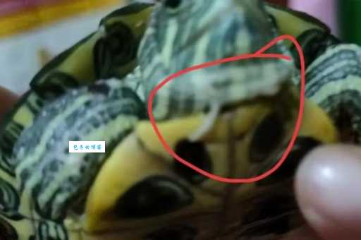 乌龟浮肿了怎么办?不同原因浮肿的解决方法!