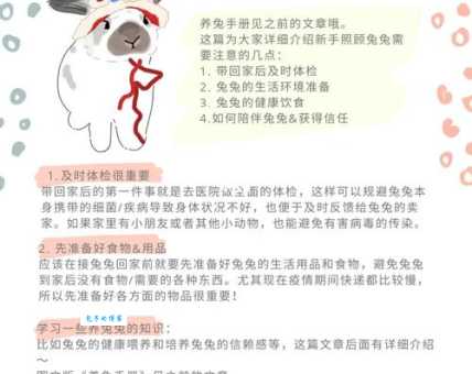宠物兔子怎么养?新手养兔攻略一看就懂!