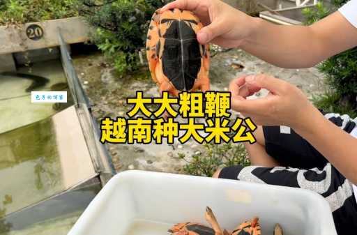 金钱龟孵化技术怎么学?掌握这些技巧轻松搞定