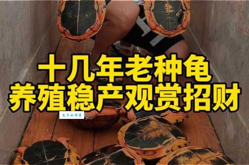 金钱龟孵化技术怎么学?掌握这些技巧轻松搞定