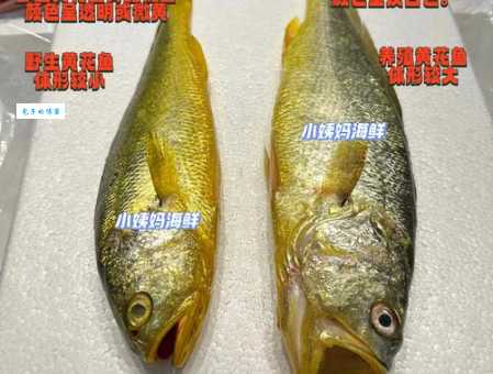 黄花鱼是海鱼吗?内行人分享挑选小技巧!