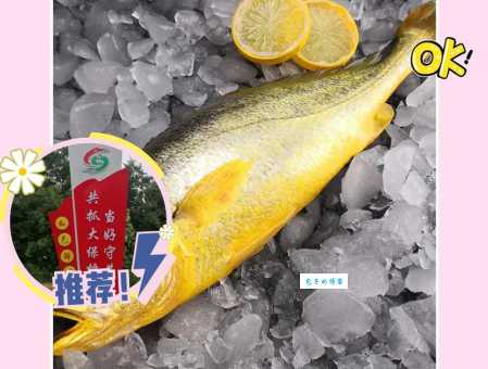 黄花鱼是海鱼吗?内行人分享挑选小技巧!
