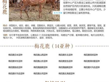 想学梅花鹿养殖技术?这几个实用技巧要知道