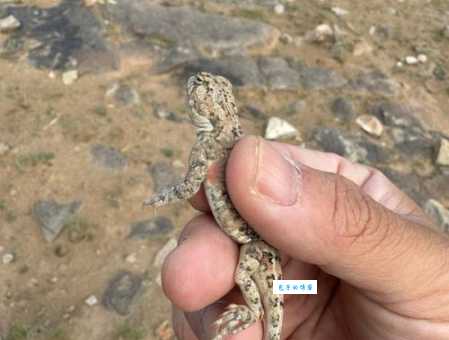 蜥蜴用什么呼吸?带你了解蜥蜴的呼吸方式