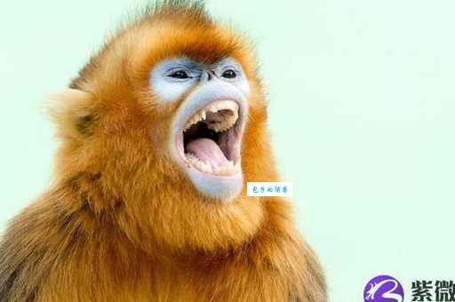 龇牙咧嘴打正确生肖(  到底是鸡还是狗)