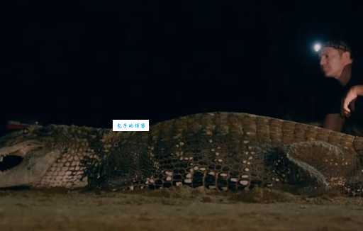 巨型黑色龙龟哪里找?老玩家带你揭秘地点!