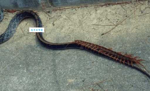 巨型黑色龙龟哪里找?老玩家带你揭秘地点!